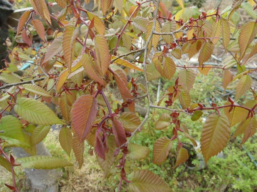 ケヤキ 欅 の育て方 キミのミニ盆栽びより ケヤキ 欅 の育て方 キミのミニ盆栽びより