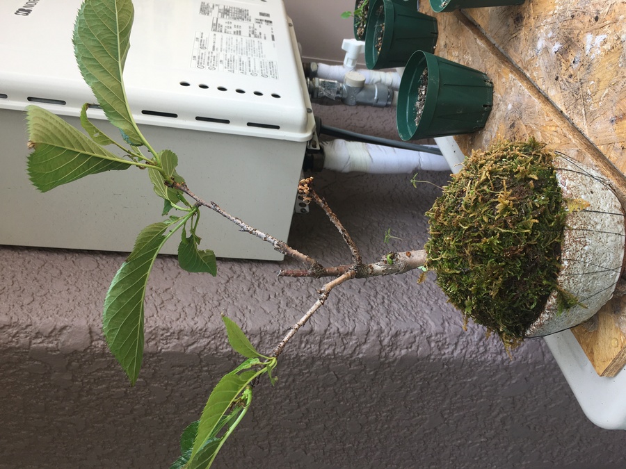 桜 サクラ の剪定 キミのミニ盆栽びより 桜 サクラ の剪定 キミのミニ盆栽びより