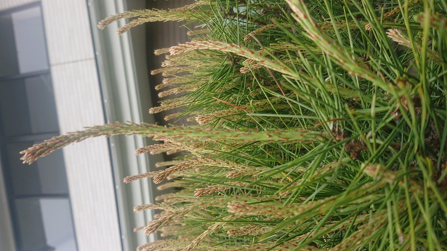 松柏類の芽摘み キミのミニ盆栽びより 松柏類の芽摘み キミのミニ盆栽びより