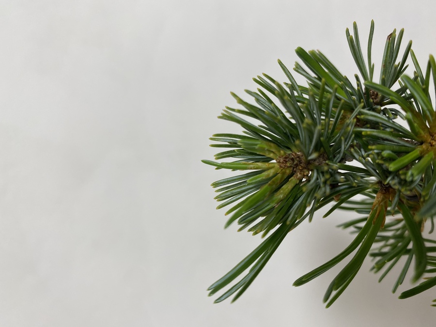 五葉松 ゴヨウマツ の芽摘み キミのミニ盆栽びより 五葉松 ゴヨウマツ の芽摘み キミのミニ盆栽びより