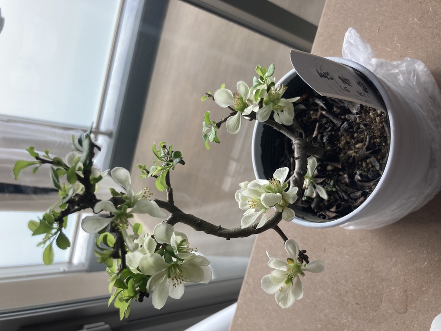 チョウジュバイ 長寿梅 の育て方 キミのミニ盆栽びより チョウジュバイ 長寿梅 の育て方 キミのミニ盆栽びより