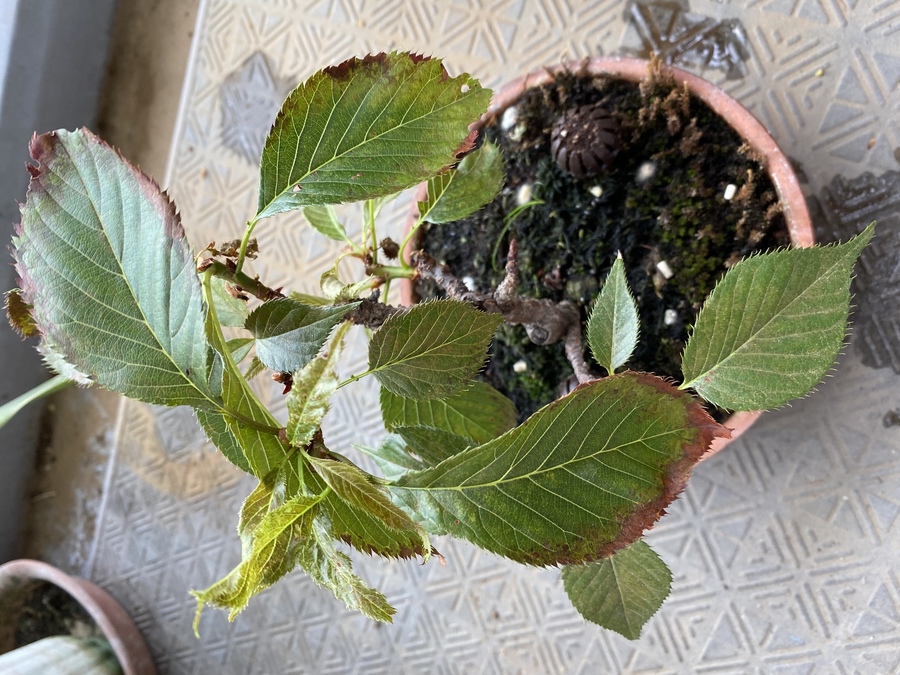 病害虫と対策 キミのミニ盆栽びより 病害虫と対策 キミのミニ盆栽びより