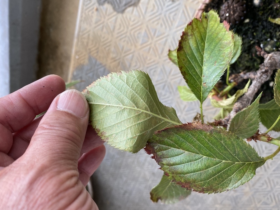 病害虫と対策 キミのミニ盆栽びより 病害虫と対策 キミのミニ盆栽びより