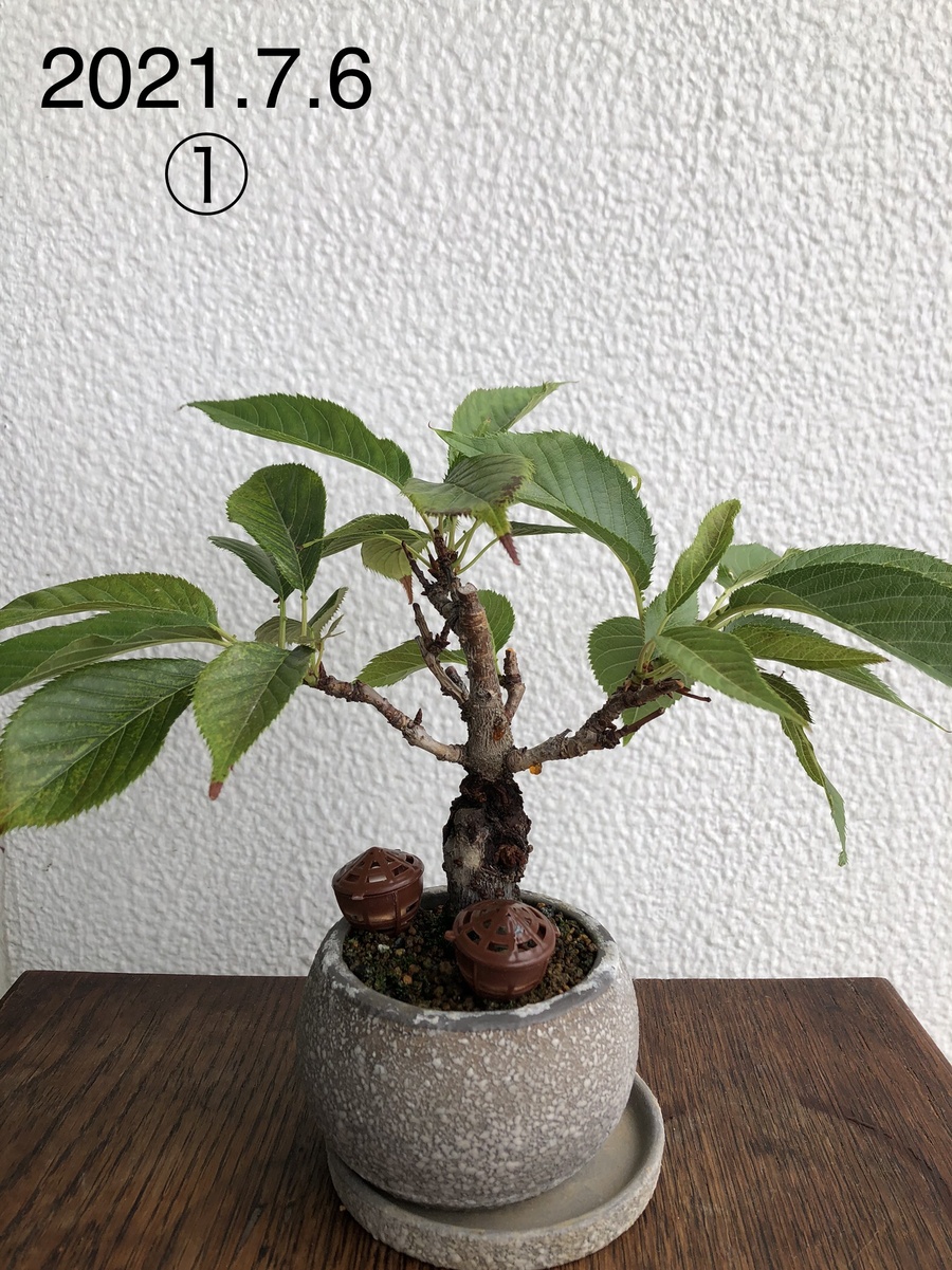 桜 サクラ の剪定 キミのミニ盆栽びより 桜 サクラ の剪定 キミのミニ盆栽びより