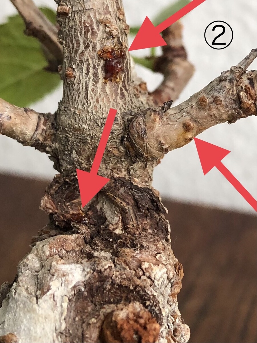 桜 サクラ の剪定 キミのミニ盆栽びより 桜 サクラ の剪定 キミのミニ盆栽びより