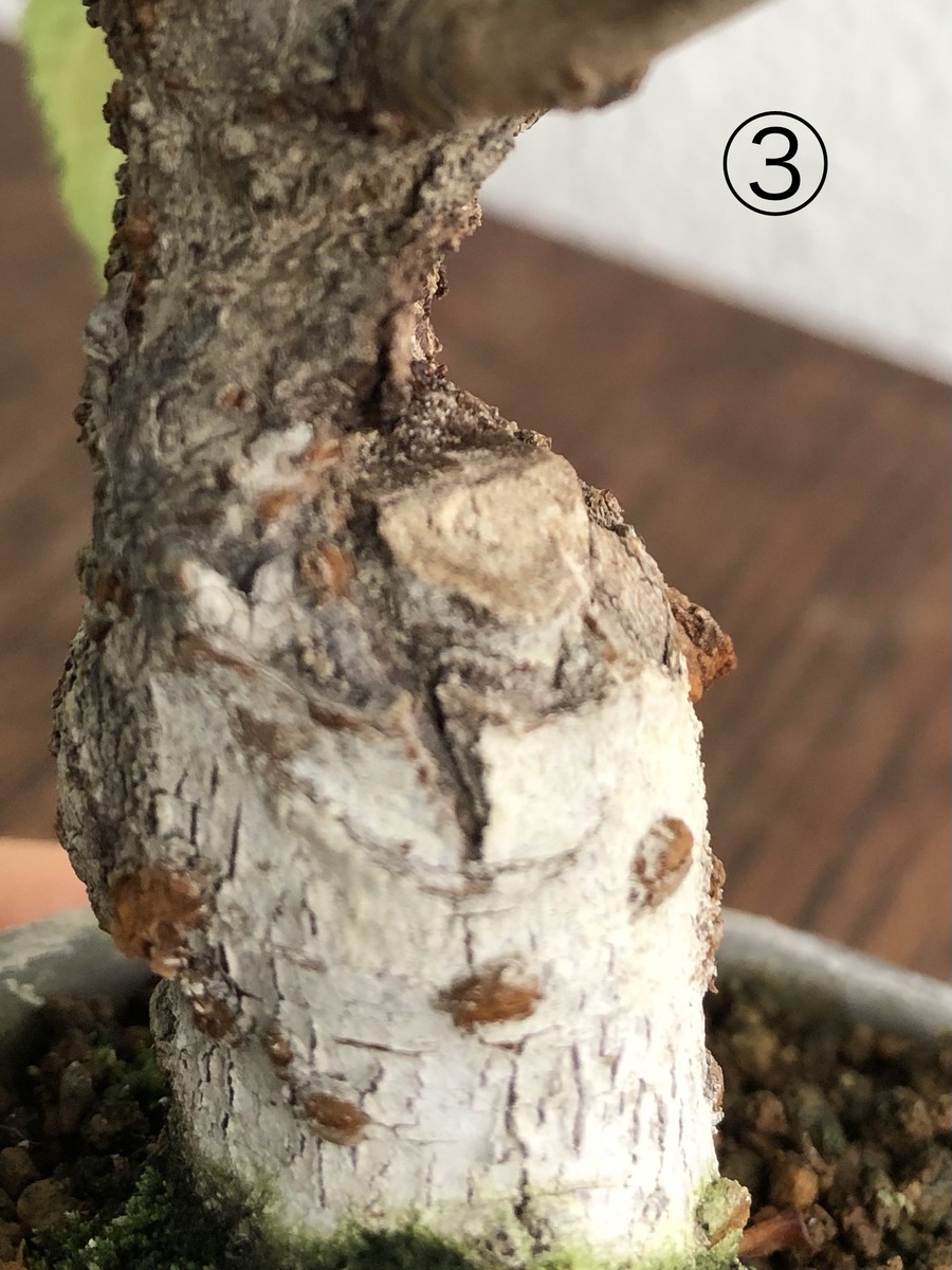 桜 サクラ の剪定 キミのミニ盆栽びより 桜 サクラ の剪定 キミのミニ盆栽びより