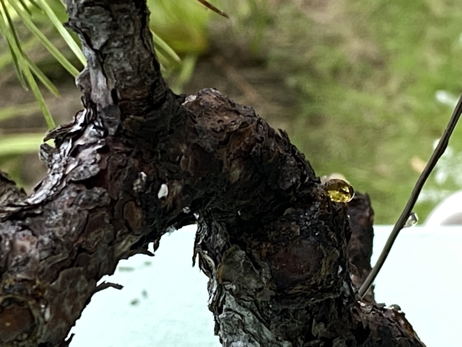 松柏類に多い病気 キミのミニ盆栽びより 松柏類に多い病気 キミのミニ盆栽びより