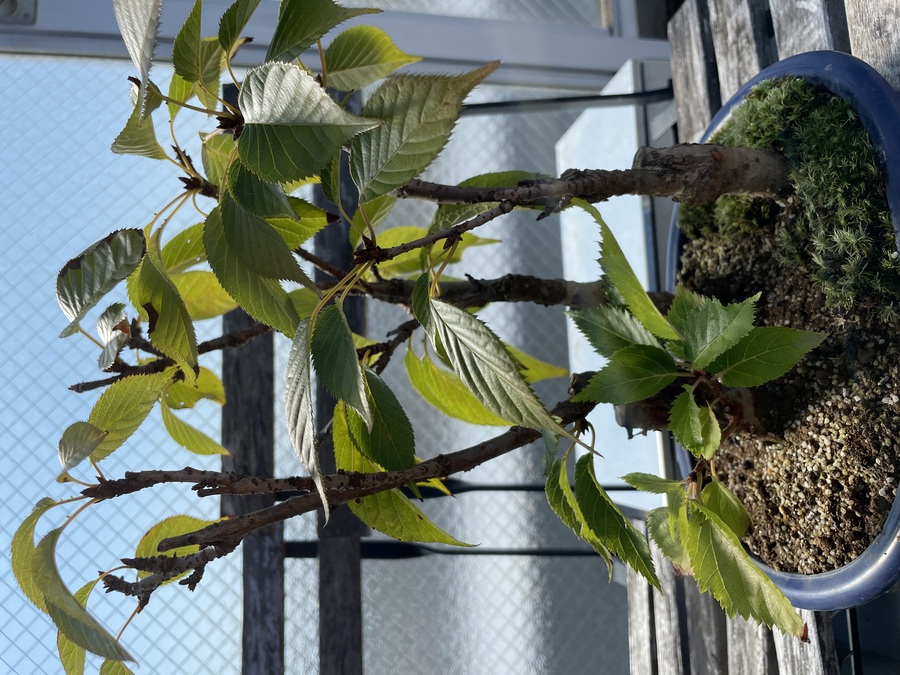 桜 サクラ の剪定 キミのミニ盆栽びより 桜 サクラ の剪定 キミのミニ盆栽びより