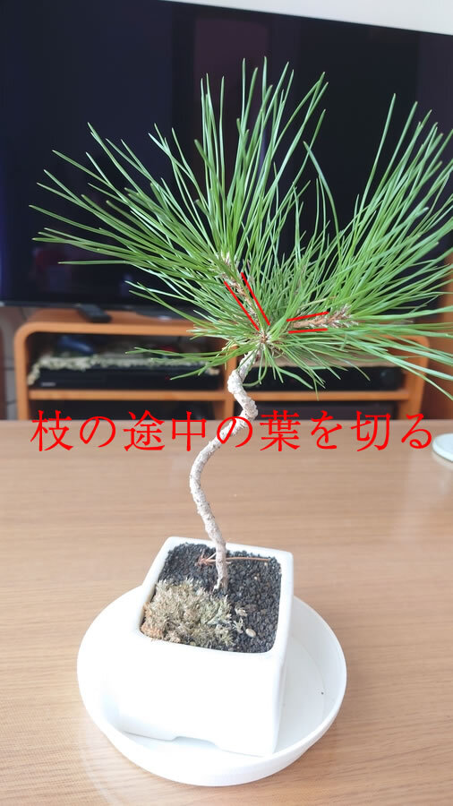クロマツ 黒松 の剪定 キミのミニ盆栽びより クロマツ 黒松 の剪定 キミのミニ盆栽びより