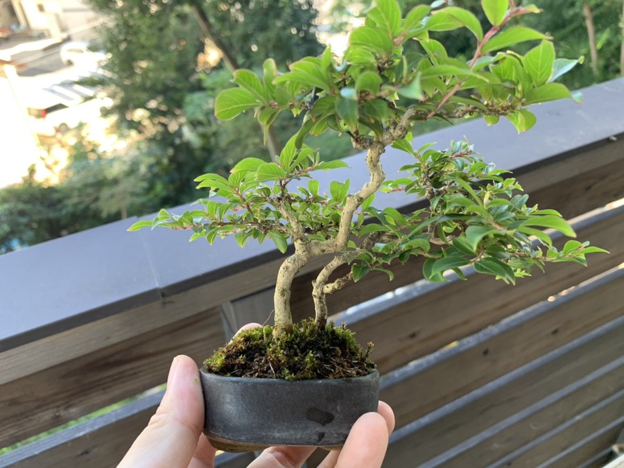 サルスベリ 百日紅 の育て方 キミのミニ盆栽びより サルスベリ 百日紅 の育て方 キミのミニ盆栽びより