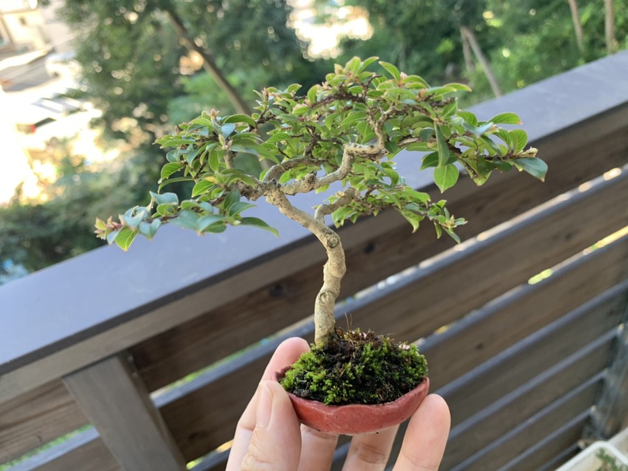 サルスベリ 百日紅 の育て方 キミのミニ盆栽びより サルスベリ 百日紅 の育て方 キミのミニ盆栽びより