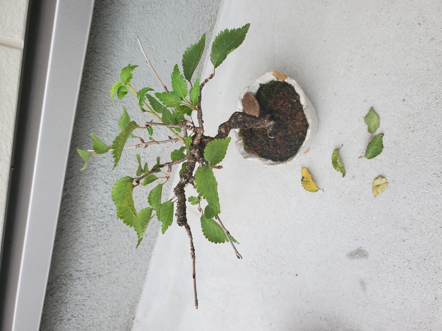 桜 サクラ の剪定 キミのミニ盆栽びより 桜 サクラ の剪定 キミのミニ盆栽びより