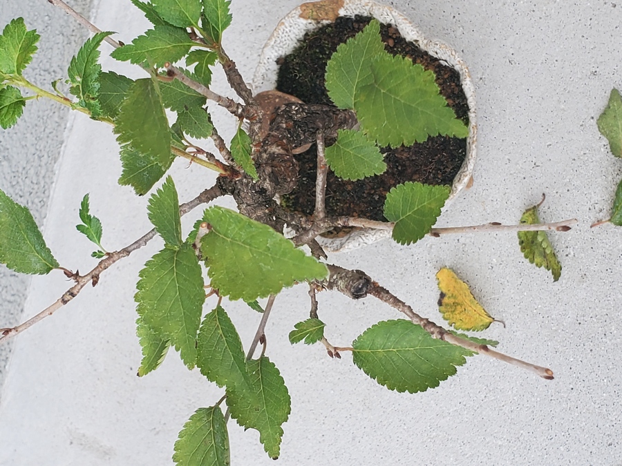 桜 サクラ の剪定 キミのミニ盆栽びより 桜 サクラ の剪定 キミのミニ盆栽びより