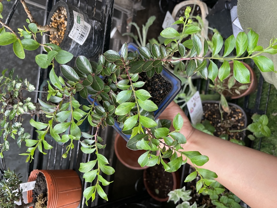 サルスベリ 百日紅 の育て方 キミのミニ盆栽びより サルスベリ 百日紅 の育て方 キミのミニ盆栽びより