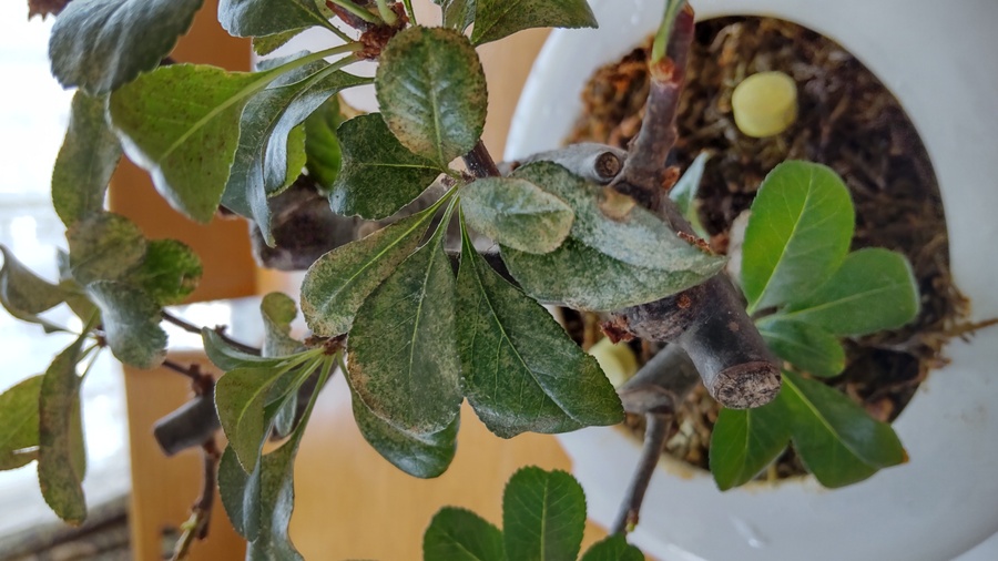 木瓜 ボケ の育て方 キミのミニ盆栽びより 木瓜 ボケ の育て方 キミのミニ盆栽びより