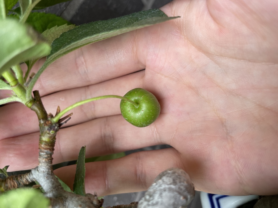 ヒメリンゴ 姫林檎 の育て方 キミのミニ盆栽びより ヒメリンゴ 姫林檎 の育て方 キミのミニ盆栽びより