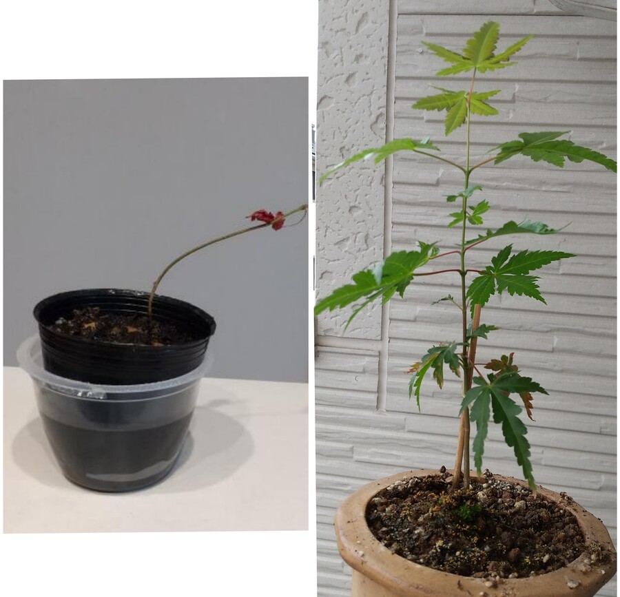 モミジ 紅葉 の育て方 キミのミニ盆栽びより モミジ 紅葉 の育て方 キミのミニ盆栽びより