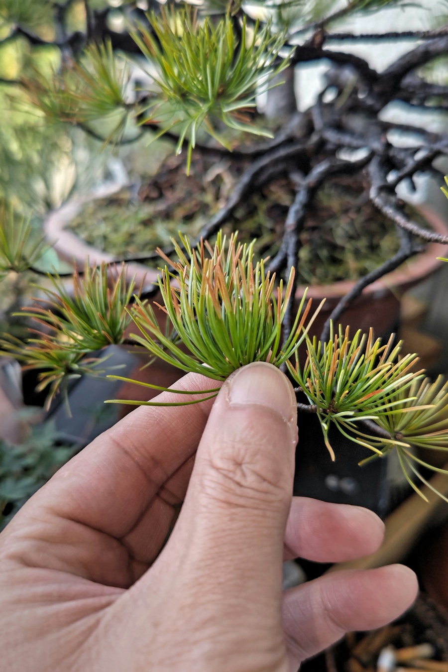 ゴヨウマツ 五葉松 の育て方 キミのミニ盆栽びより ゴヨウマツ 五葉松 の育て方 キミのミニ盆栽びより