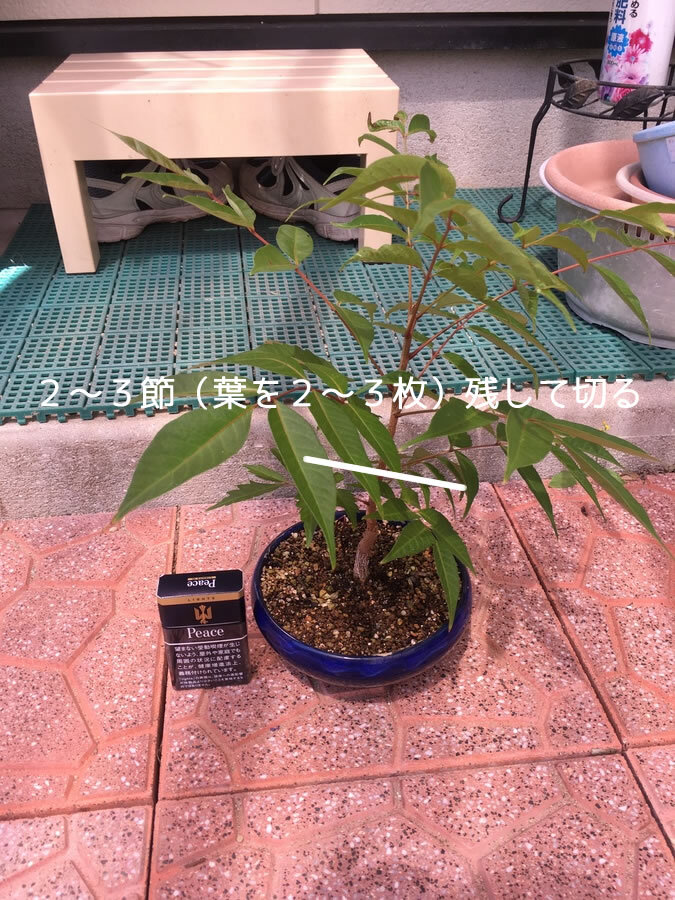 黄櫨 ハゼ の育て方 キミのミニ盆栽びより 黄櫨 ハゼ の育て方 キミのミニ盆栽びより