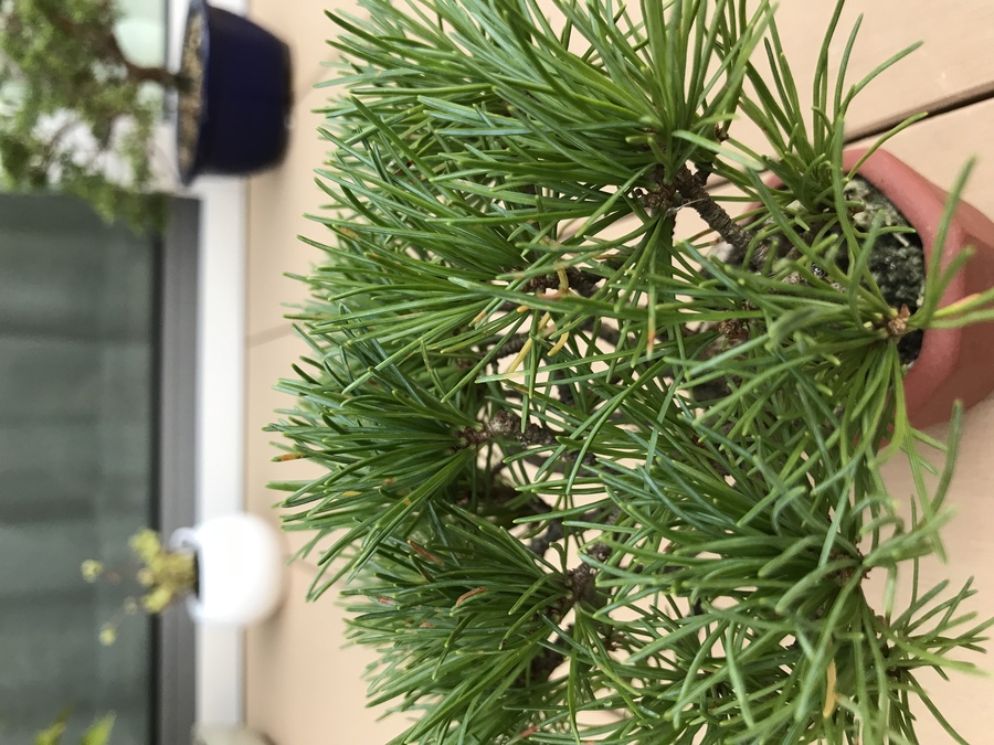 松柏類に多い病気 キミのミニ盆栽びより 松柏類に多い病気 キミのミニ盆栽びより