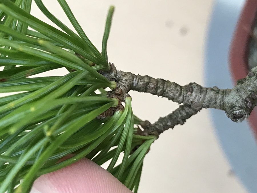 五葉松 ゴヨウマツ の芽摘み キミのミニ盆栽びより 五葉松 ゴヨウマツ の芽摘み キミのミニ盆栽びより