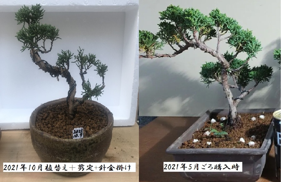 シンパク 真柏 の育て方 キミのミニ盆栽びより シンパク 真柏 の育て方 キミのミニ盆栽びより