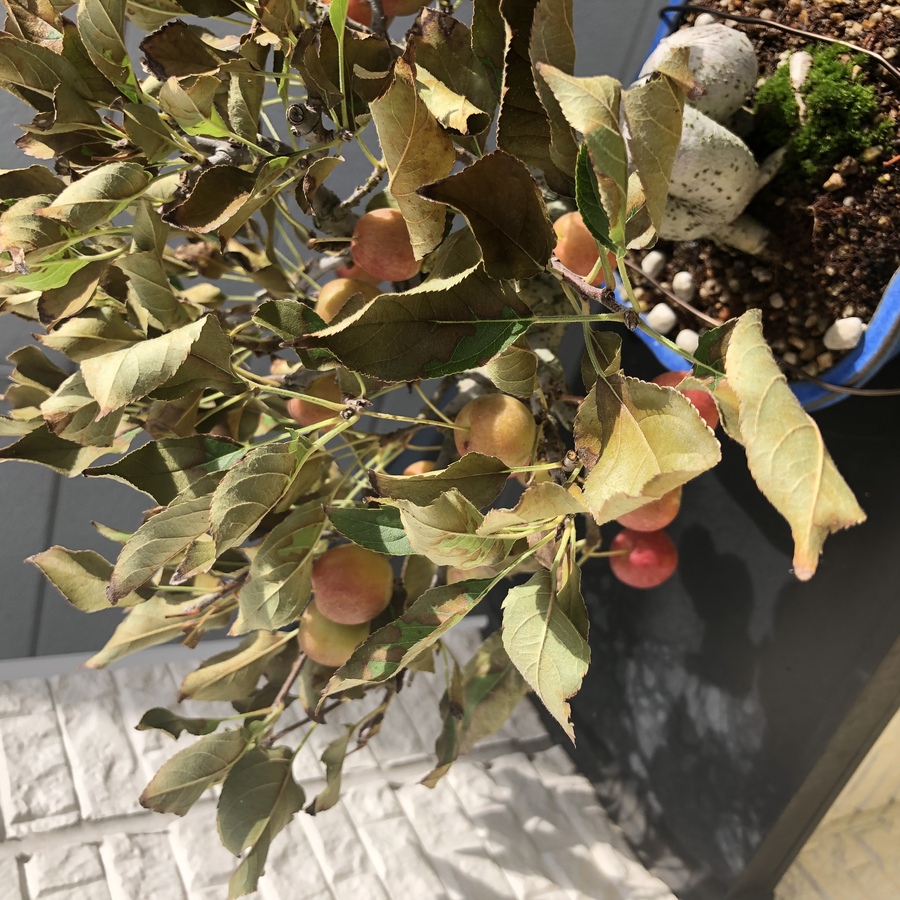 ヒメリンゴ 姫林檎 の育て方 キミのミニ盆栽びより ヒメリンゴ 姫林檎 の育て方 キミのミニ盆栽びより