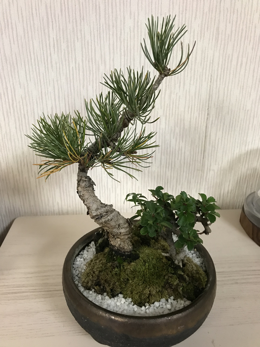 ゴヨウマツ 五葉松 の育て方 キミのミニ盆栽びより ゴヨウマツ 五葉松 の育て方 キミのミニ盆栽びより