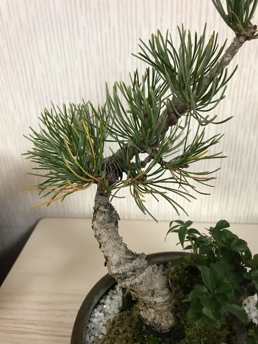 ゴヨウマツ 五葉松 の育て方 キミのミニ盆栽びより ゴヨウマツ 五葉松 の育て方 キミのミニ盆栽びより