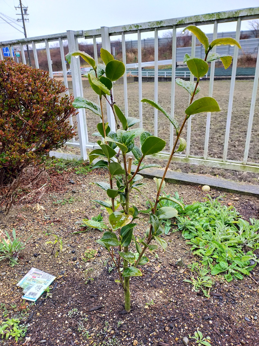 椿 ツバキ の育て方 キミのミニ盆栽びより 椿 ツバキ の育て方 キミのミニ盆栽びより