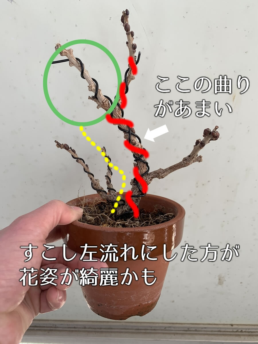 フジ 藤 の育て方 キミのミニ盆栽びより フジ 藤 の育て方 キミのミニ盆栽びより