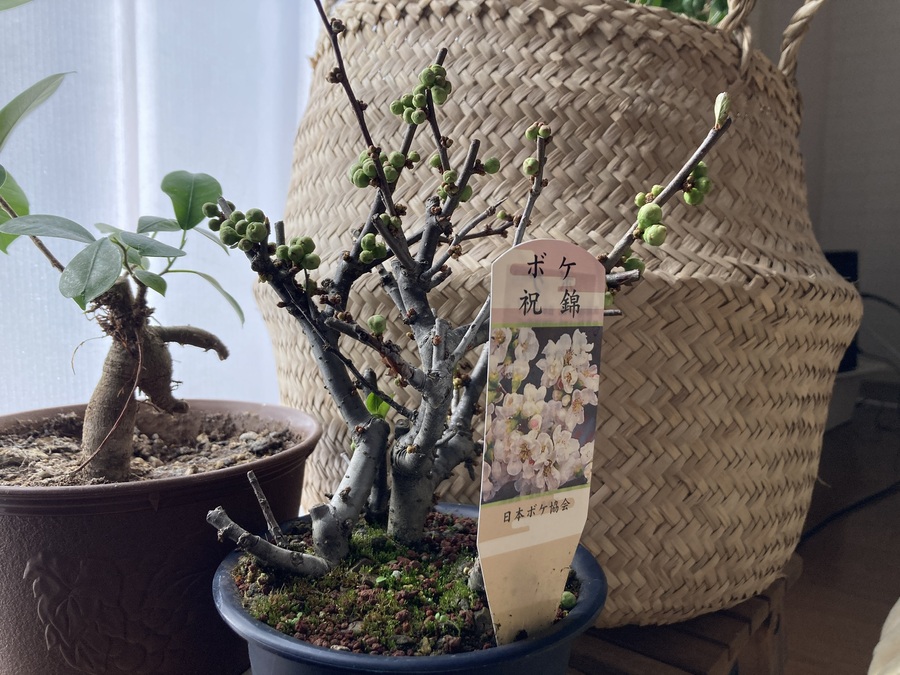 木瓜 ボケ の育て方 キミのミニ盆栽びより 木瓜 ボケ の育て方 キミのミニ盆栽びより