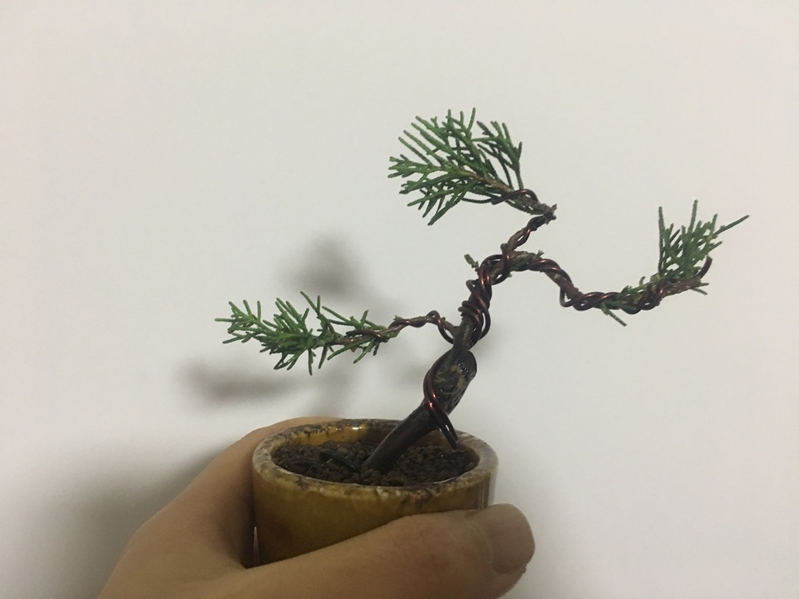 松柏類の針金掛け キミの盆栽びより 松柏類の針金掛け キミの盆栽びより