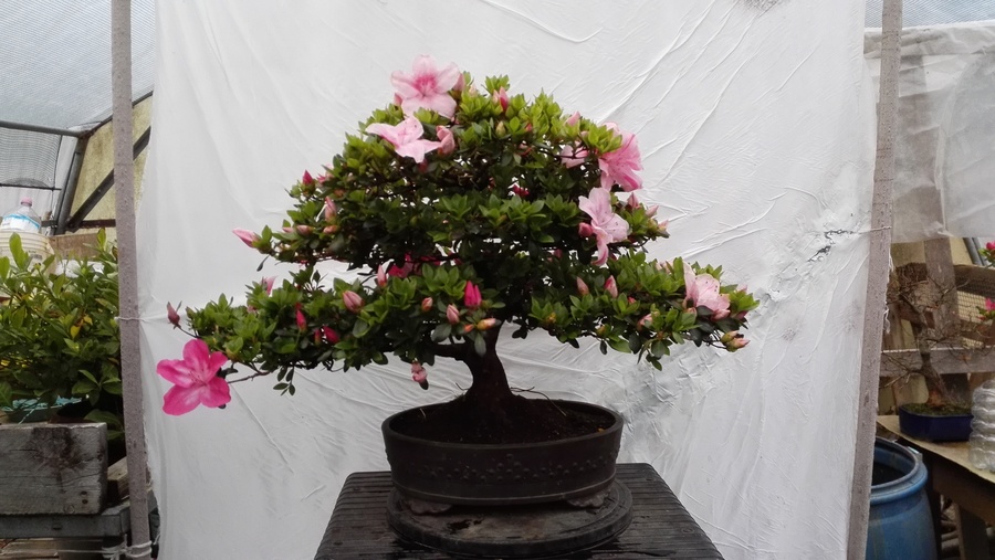 盆栽の病害虫に効く薬剤 キミのミニ盆栽びより 盆栽の病害虫に効く薬剤 キミのミニ盆栽びより