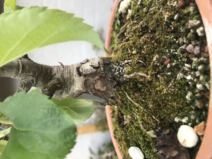 花海棠 ハナカイドウ の育て方 キミのミニ盆栽びより 花海棠 ハナカイドウ の育て方 キミのミニ盆栽びより