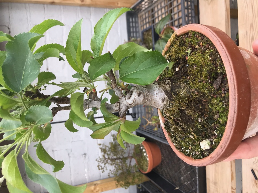 花海棠 ハナカイドウ の育て方 キミのミニ盆栽びより 花海棠 ハナカイドウ の育て方 キミのミニ盆栽びより