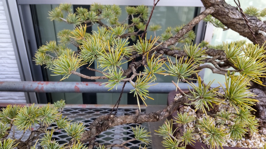 ゴヨウマツ 五葉松 の育て方 キミのミニ盆栽びより ゴヨウマツ 五葉松 の育て方 キミのミニ盆栽びより