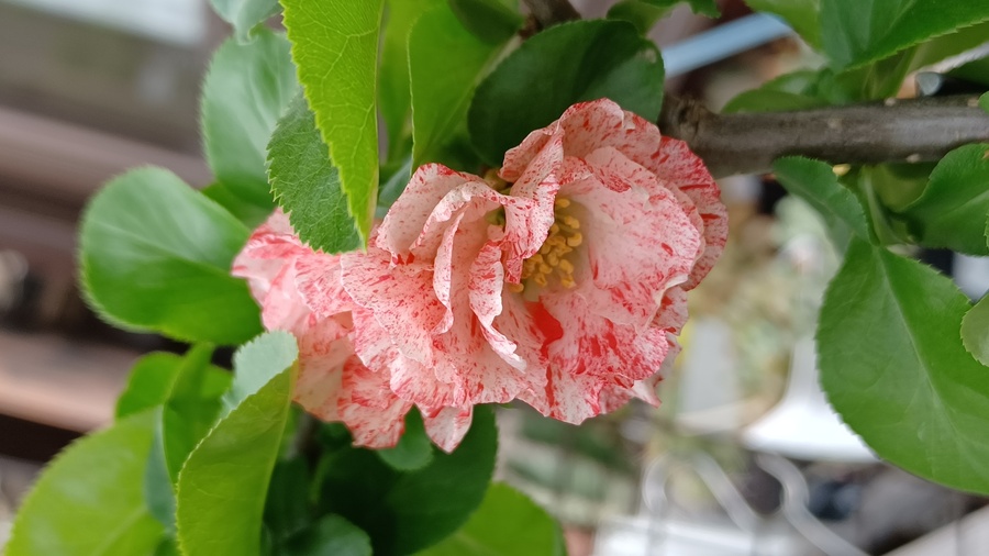 木瓜 ボケ の育て方 キミのミニ盆栽びより 木瓜 ボケ の育て方 キミのミニ盆栽びより