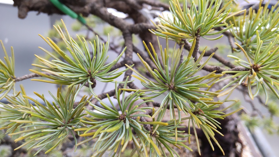 ゴヨウマツ 五葉松 の育て方 キミのミニ盆栽びより ゴヨウマツ 五葉松 の育て方 キミのミニ盆栽びより