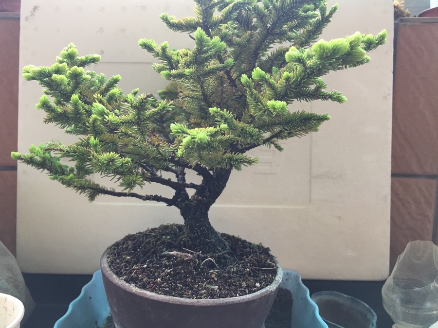 エゾマツ 蝦夷松 の育て方 キミのミニ盆栽びより エゾマツ 蝦夷松 の育て方 キミのミニ盆栽びより