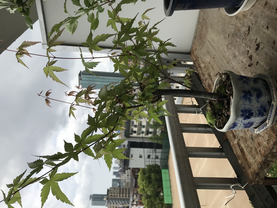 モミジの剪定 キミのミニ盆栽びより モミジの剪定 キミのミニ盆栽びより