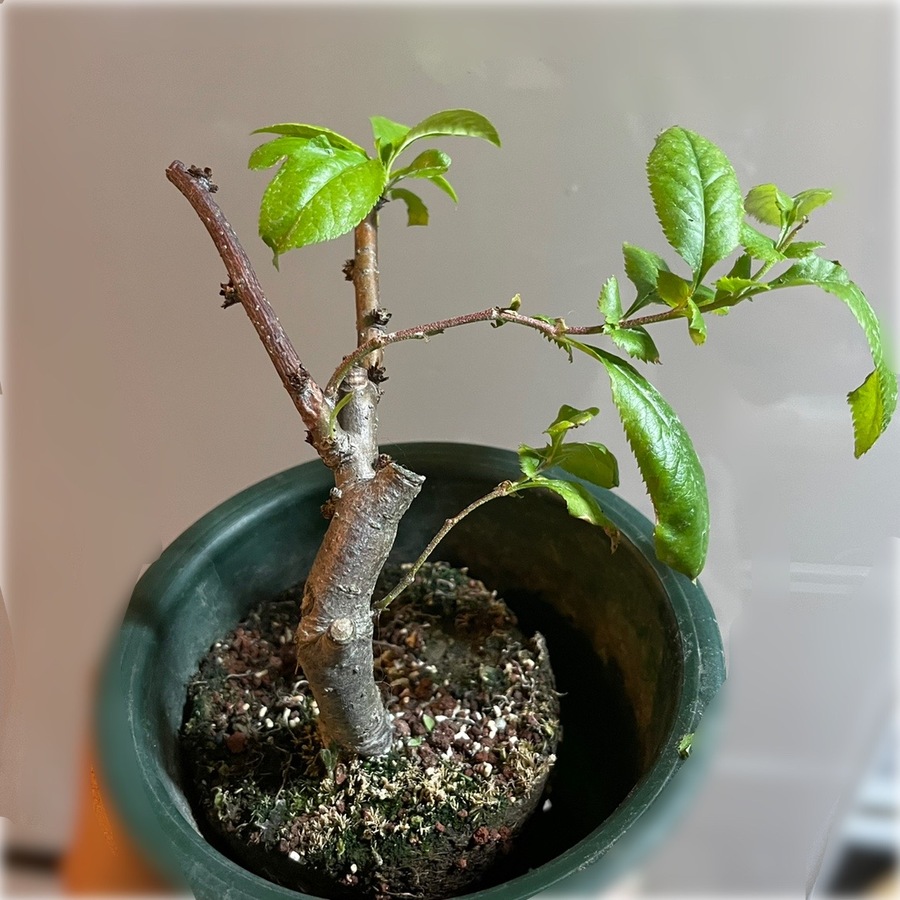 木瓜 ボケ の育て方 キミのミニ盆栽びより 木瓜 ボケ の育て方 キミのミニ盆栽びより