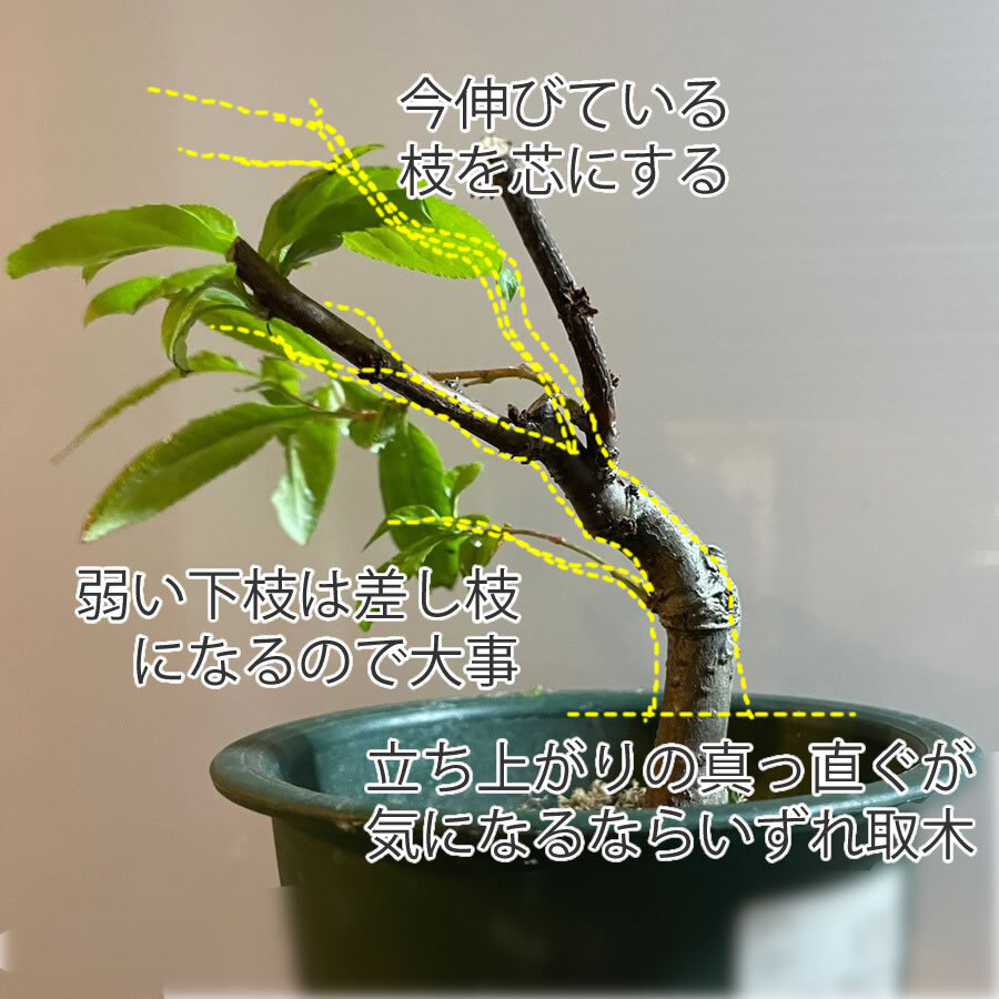 木瓜 ボケ の育て方 キミのミニ盆栽びより 木瓜 ボケ の育て方 キミのミニ盆栽びより