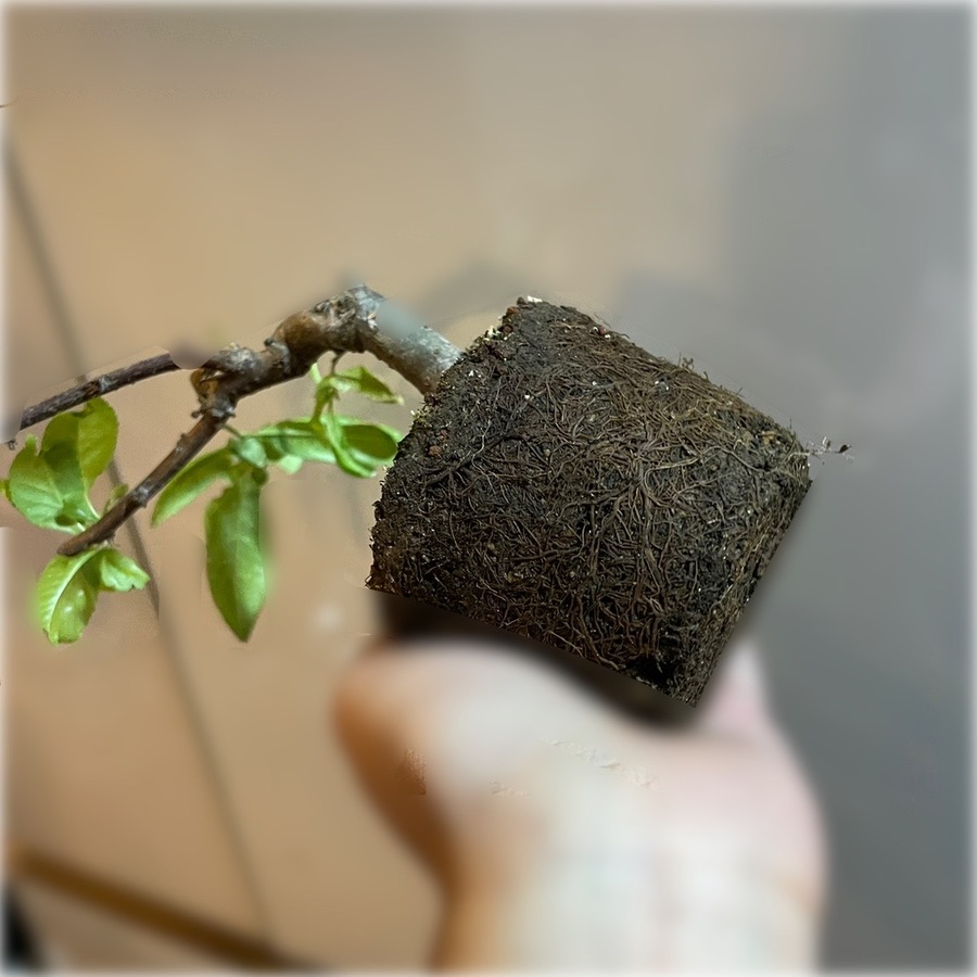 木瓜 ボケ の育て方 キミのミニ盆栽びより 木瓜 ボケ の育て方 キミのミニ盆栽びより