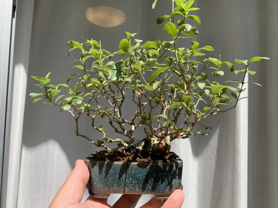 イボタの育て方 キミのミニ盆栽びより イボタの育て方 キミのミニ盆栽びより