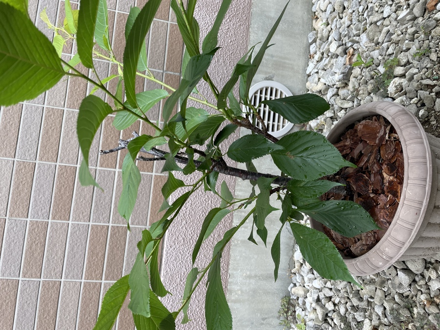 桜 サクラ の剪定 キミのミニ盆栽びより 桜 サクラ の剪定 キミのミニ盆栽びより