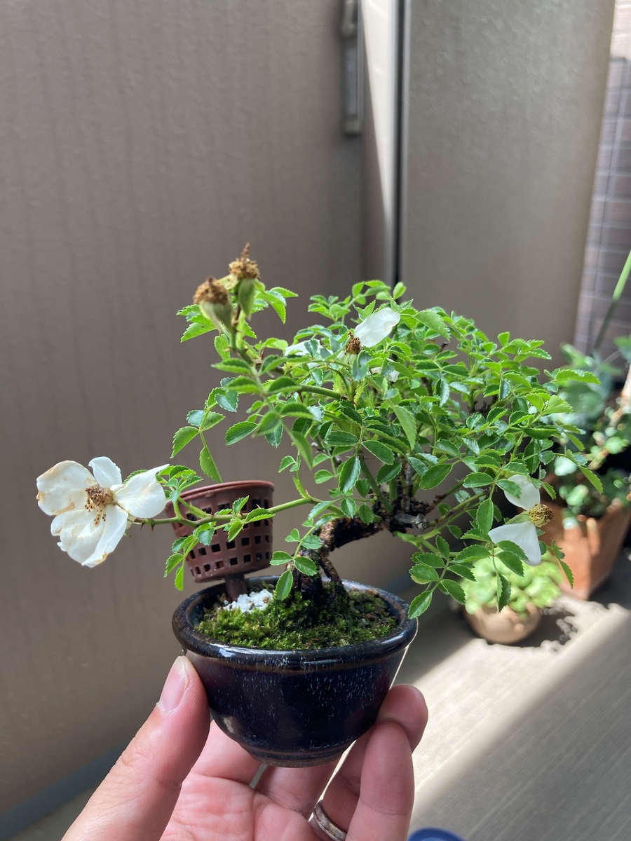 野バラ ミニバラの育て方 キミのミニ盆栽びより 野バラ ミニバラの育て方 キミのミニ盆栽びより