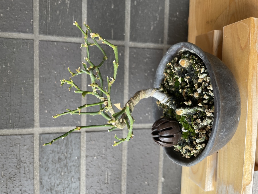 金豆 キンズ の育て方 キミのミニ盆栽びより 金豆 キンズ の育て方 キミのミニ盆栽びより