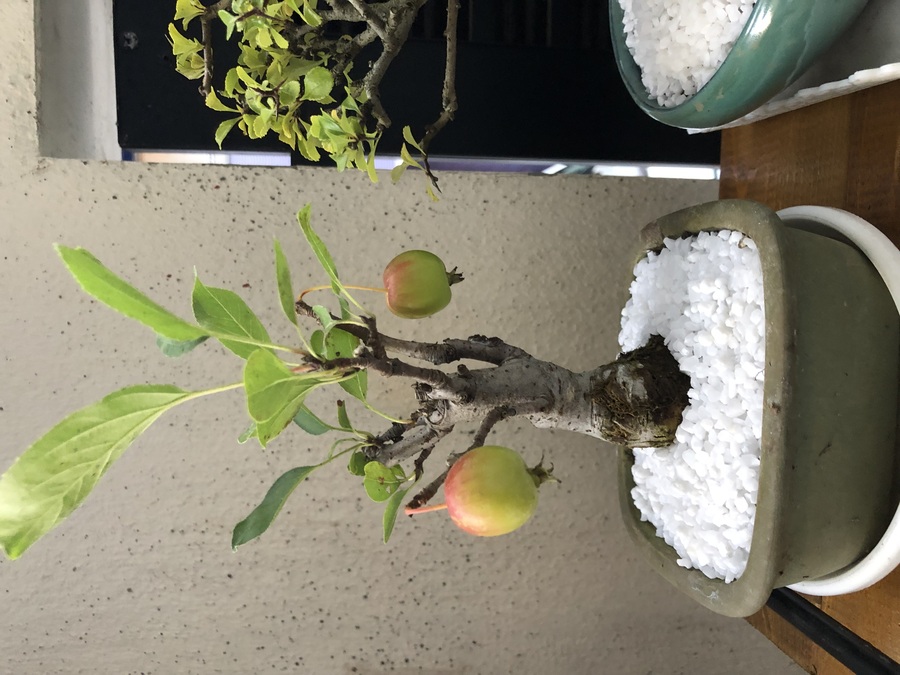 ヒメリンゴ 姫林檎 の育て方 キミのミニ盆栽びより ヒメリンゴ 姫林檎 の育て方 キミのミニ盆栽びより