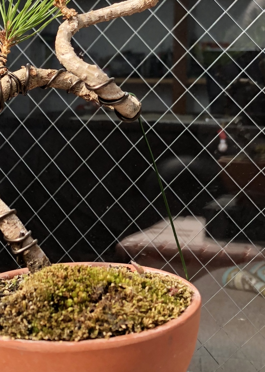 赤松 アカマツ の育て方 キミのミニ盆栽びより 赤松 アカマツ の育て方 キミのミニ盆栽びより
